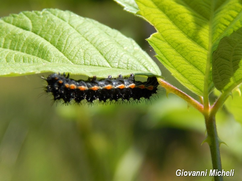 Bruco da ID - Saturnia(Eudia) pavoniella